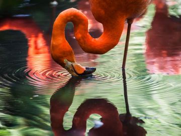 Los mejores sitios para ver flamencos en España Los mejores sitios para ver flamencos en España