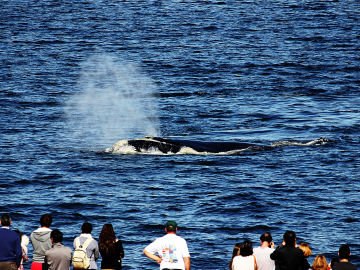 Turismo de Ballenas Turismo de Ballenas