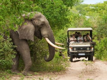 Parque Nacional Kruger Parque Nacional Kruger