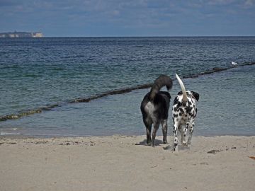 9 playas que puedes visitar con tu perro 9 playas que puedes visitar con tu perro