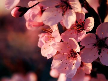 Cerezos en flor Cerezos en flor