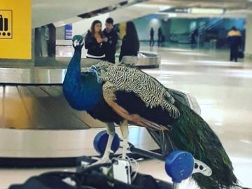 Dexter, el pavo real Dexter, el pavo real