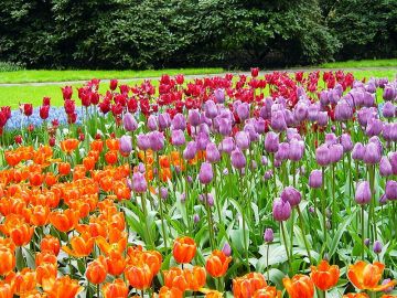 Estas son las 5 ciudades que más florecen en el mundo Estas son las 5 ciudades que más florecen en el mundo