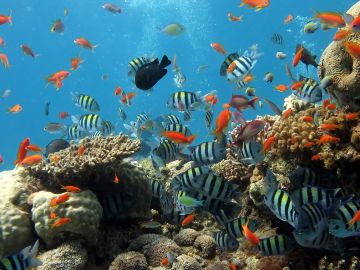 Peces tropicales Peces tropicales