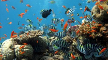 Peces tropicales Peces tropicales
